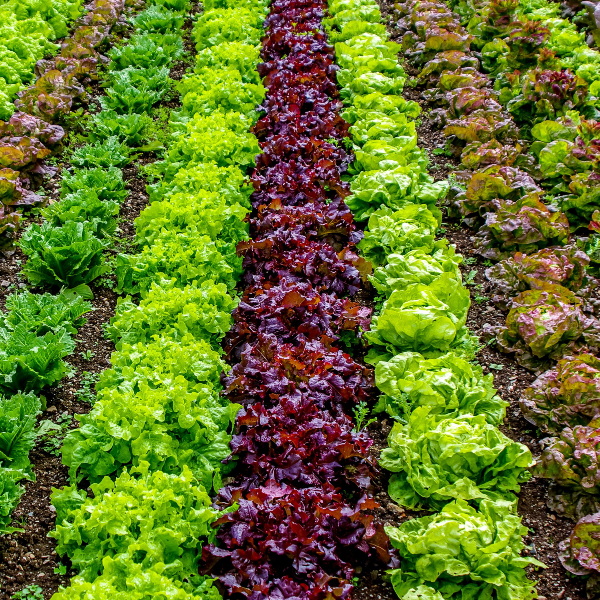 Mixed Salad Leaves