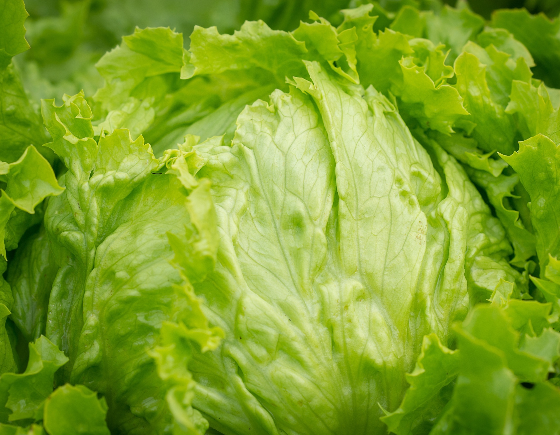 Iceberg lettuce